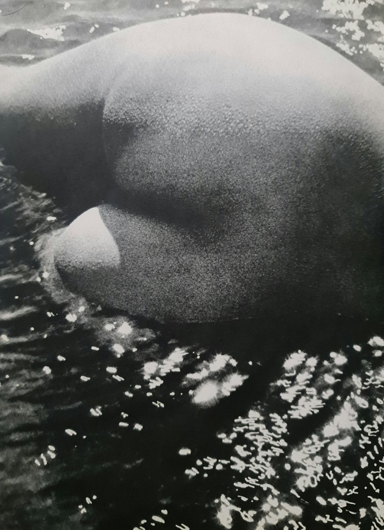Lucien Clergue, Butt in the Water, 1960's: Photographer: Lucien Clergue (France, 1934 - 2014) - renowned French photographer with a diverse body of work, he is perhaps best known for his dynamic female nude studies in and around water which of