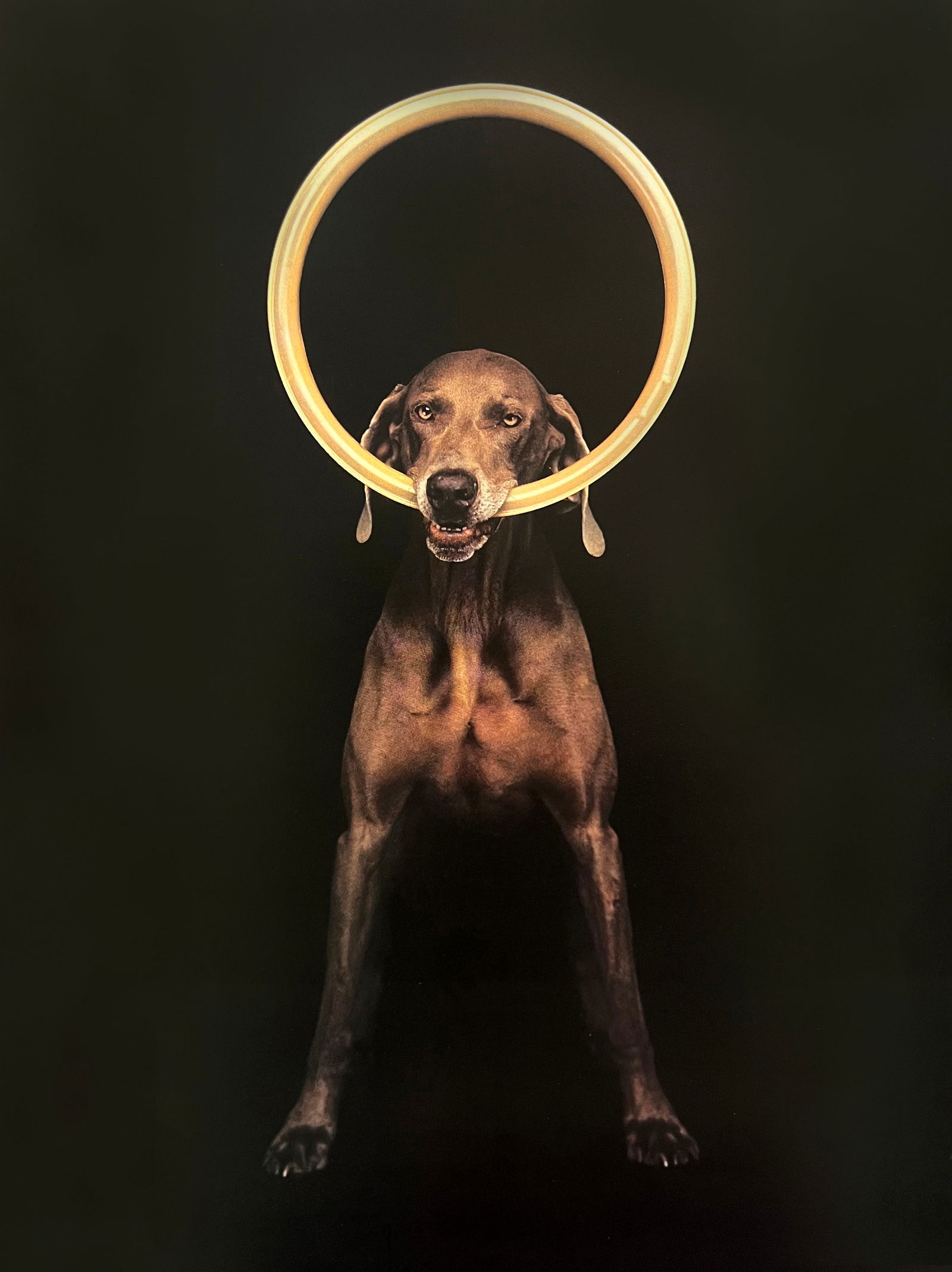 William Wegman, Hoop: Photographer: William Wegman Subject/Title: Hoop Type Of Print: Photogravure Date Of Print: 1994 Publisher: Library Of Congress Cataloging Approximate Image Size: 11 x 8 inches Mount Board Size Approx
