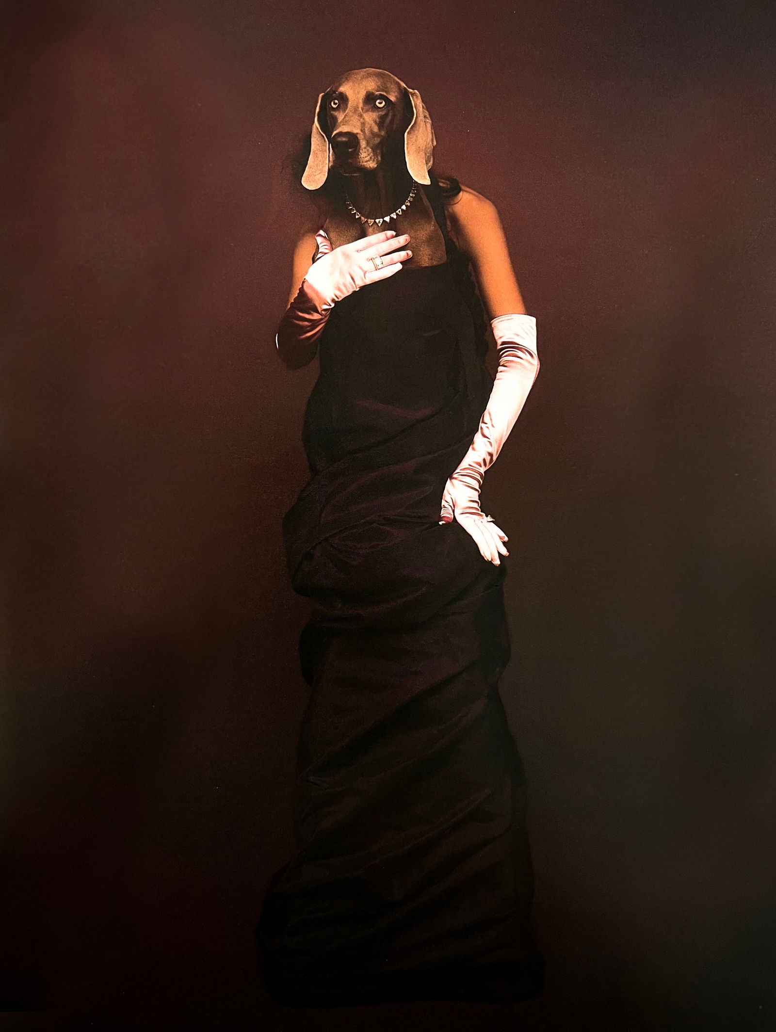 William Wegman, Untitled (1 of 1)