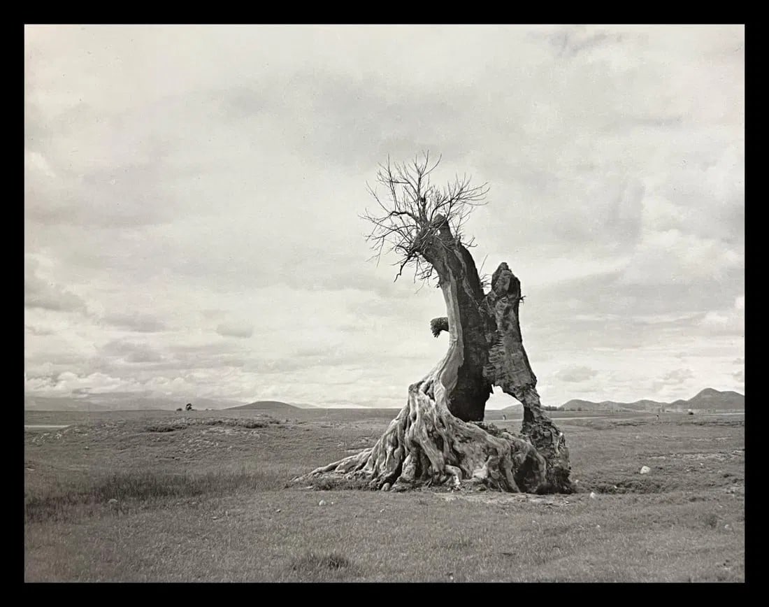 Manuel Alvarez, Tree Struck By Lightning, 1956: Photographer: Manuel Alvarez Bravo - (1902-2002) was a Mexican artistic photographer and one of the most important figures in 20th century Latin American photography. He was born and raised in Mexico