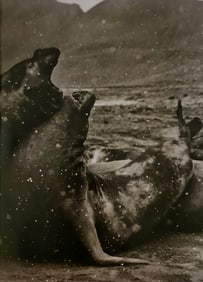 Sebastiao Salgado, Elephant seals on Antarctic Peninsula, 2005