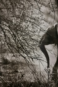 Sebastiao Salgado, Elephant, Kafue National Park, Zambia, 2010