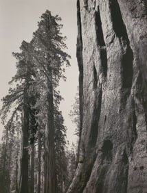 Ansel Adams, Giant Sequoias, Yosemite National Park, California, C. 1944