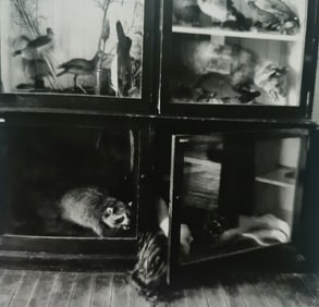 Francesca Woodman, Untitled, Providence, Rhode Island, 1975-78 - 1