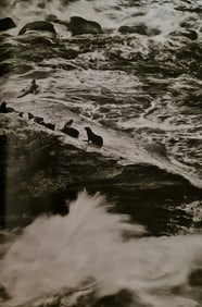 Sebastiao Salgado, Fur seals, Valdes Peninsula, Argentina, 2004