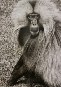 Sebastiao Salgado, Gelada baboon, Ethiopia, 2008