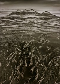 Sebastiao Salgado, Giant bladder kelp, Falkland Islands, 2009