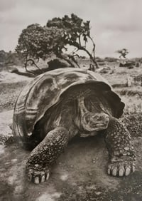 Sebastiao Salgado, Giant tortoise on the rim of the crater of Alcedo Volcano on Isabela Island,