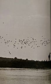 Sebastiao Salgado, Giraffe and birds, Okavanga Delta, Botswana, 2007