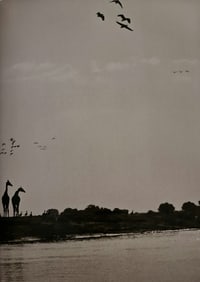 Sebastiao Salgado, Giraffes, Okavango Delta, Botswana, 2007