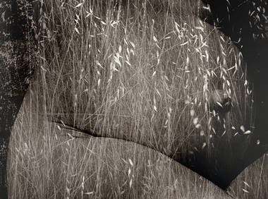 Ruth Bernhard, Harvest, 1953 (1 of 1)