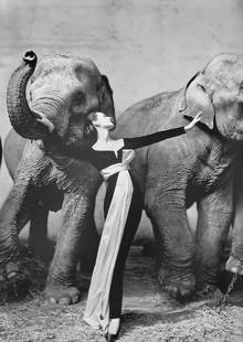 Richard Avedon, Dovima with elephants, Evening dress by Dior, Cirque d'Hiver, Paris, 1955: Photographer: Richard Avedon (American, 1923 - 2004) - internationally renowned portrait and fashion photographer, one of the most important and influential photographers during the last half of the t