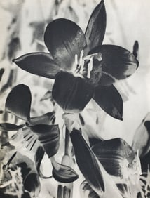 Man Ray (1890-1976), 'Contrasted Flowers', 1934 First Edition