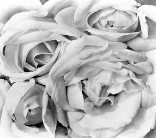 Tina Modotti, Roses, Mexico By Tina Modotti, 1924 (1 of 1)