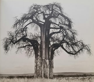 Herb Ritts, Giant Baobab, Base Stripped By Elephants, 1994