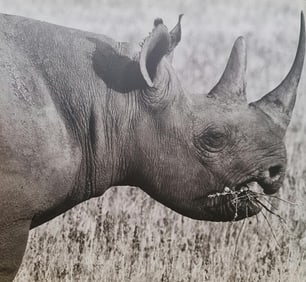 Herb Ritts, Black Rhinoceros, 1994