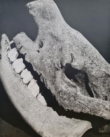 Herb Ritts, Rhinoceros Skull, 1994