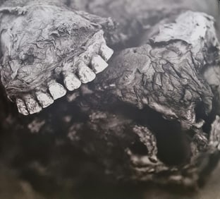 Herb Ritts, Ravaged Cape Buffalo, Tight View, 1994