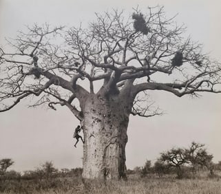 Herb Ritts, Dorobo Tribesman, Gathering Honey From Gint Baobab, 1994