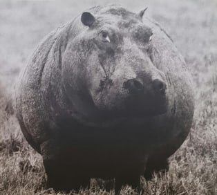 Herb Ritts, Hippopotamus, 1994