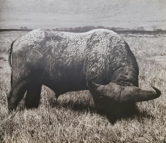 Herb Ritts, Cape Buffalo, Head Lowered, 1994