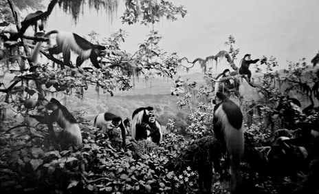 Hiroshi Sugimoto, Monkeys