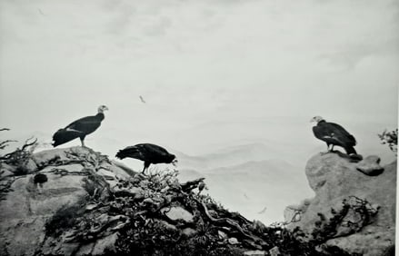 Hiroshi Sugimoto, California Condor, 1994