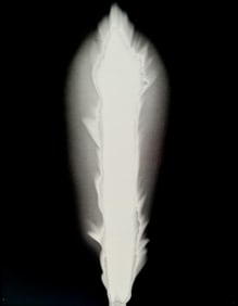 Hiroshi Sugimoto, Untitled (Flickering Candel Light) - 7