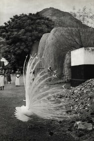 Henri Cartier Bresson, India Maharshi White Peacock, 1948