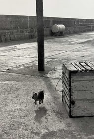 Elliott Erwitt, Ballycotton, Eire, 1968, Limited Editing Of 156