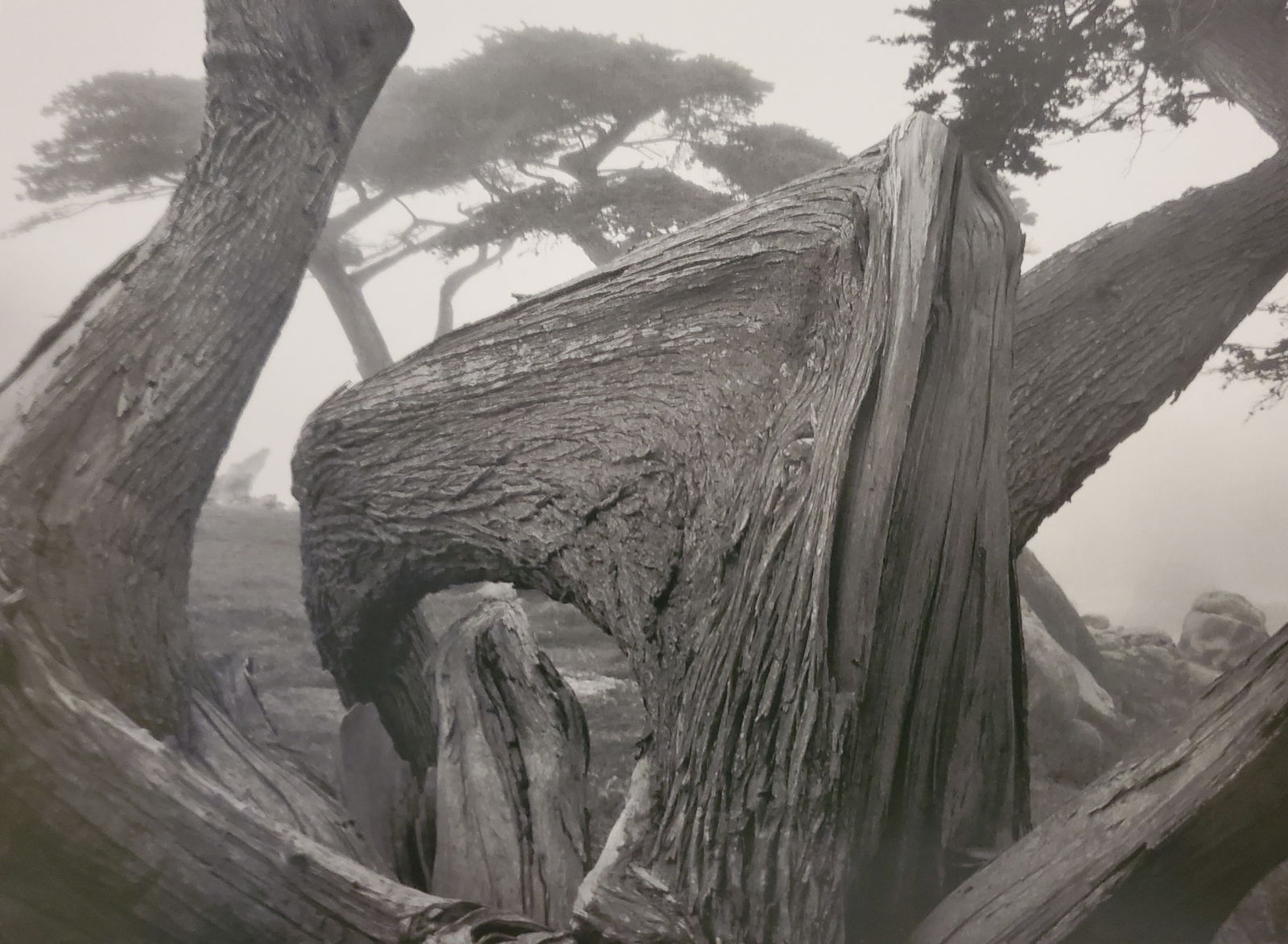 Ansel Adams, Cypress and Fog, Pebble Beach, California, 1967 (1 of 1)