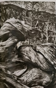 Sebastiao Salgado, Ancient Bristlecone Pine Forest, 2010
