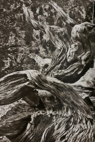 Sebastiao Salgado, Ancient Bristlecone Pine Forest, 2010