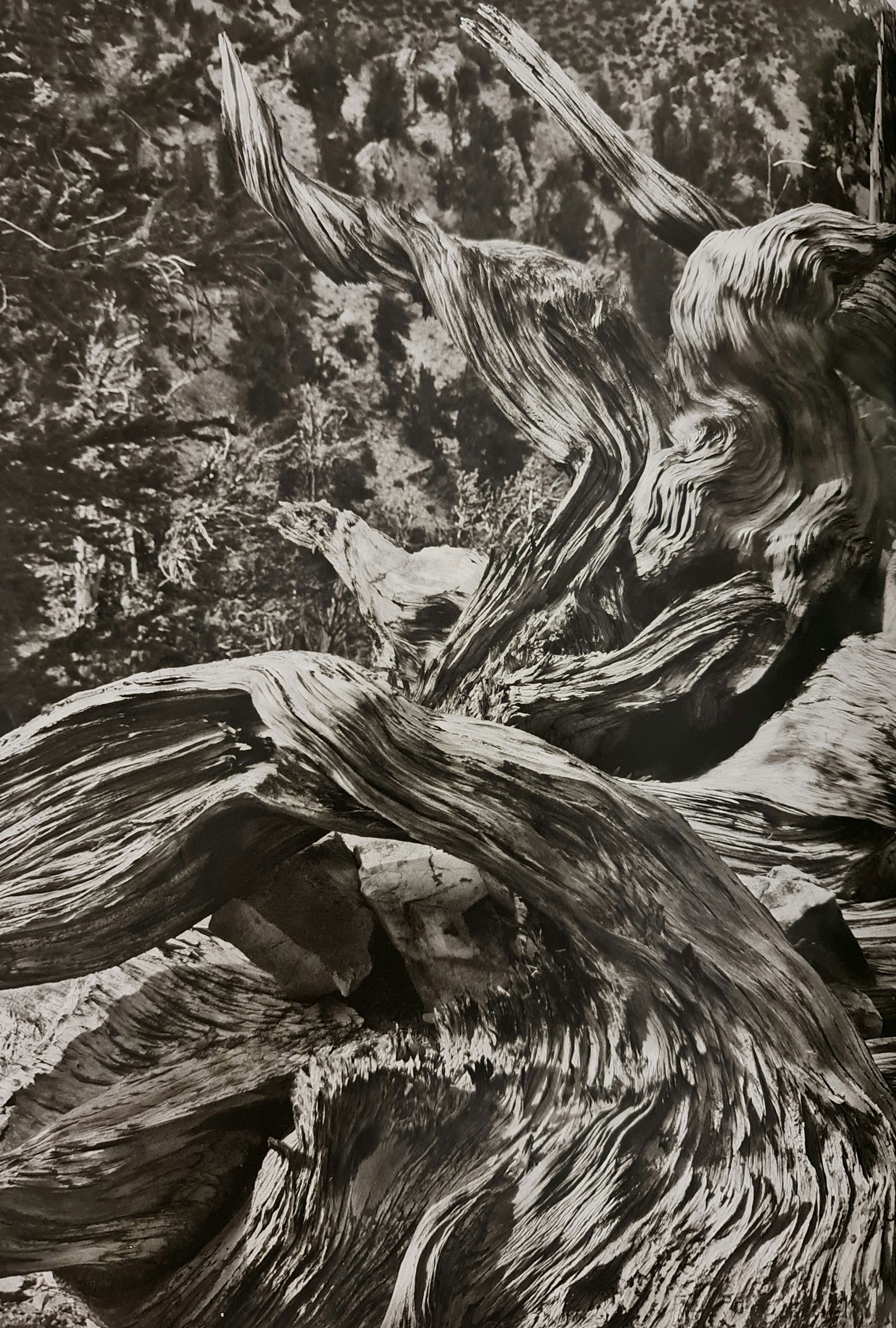 Sebastiao Salgado, Ancient Bristlecone Pine Forest, 2010: Photographer: Sebastiao Ribeiro Salgado Junior is a Brazilian social documentary photographer and photojournalist. He has traveled to over 120 countries for his photographic projects. Most of these ha
