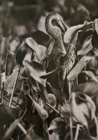 Sebastiao Salgado, Anhinga bird eating a lambari in the Cuiaba River, Mato Grosso, Brazil, 2011
