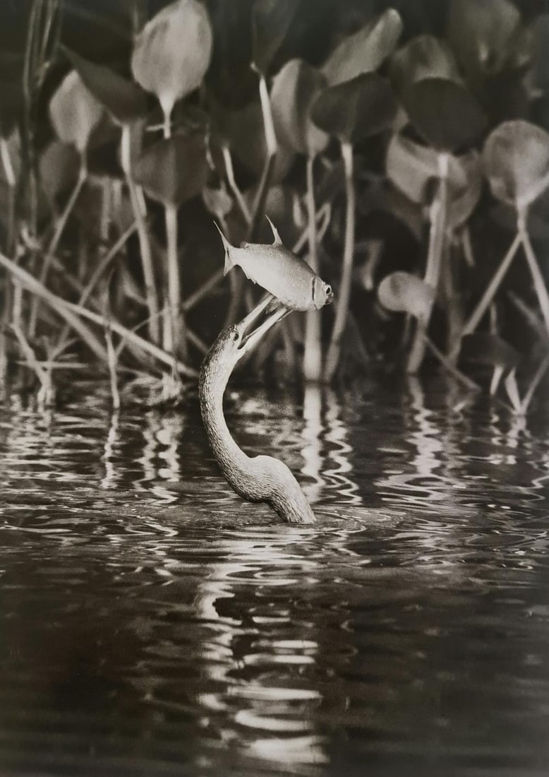 Sebastiao Salgado, Anhinga bird eating a lambari in the Cuiaba River, Mato Grosso, Brazil, 2011: Photographer: Sebastiao Ribeiro Salgado Junior is a Brazilian social documentary photographer and photojournalist. He has traveled to over 120 countries for his photographic projects. Most of these ha