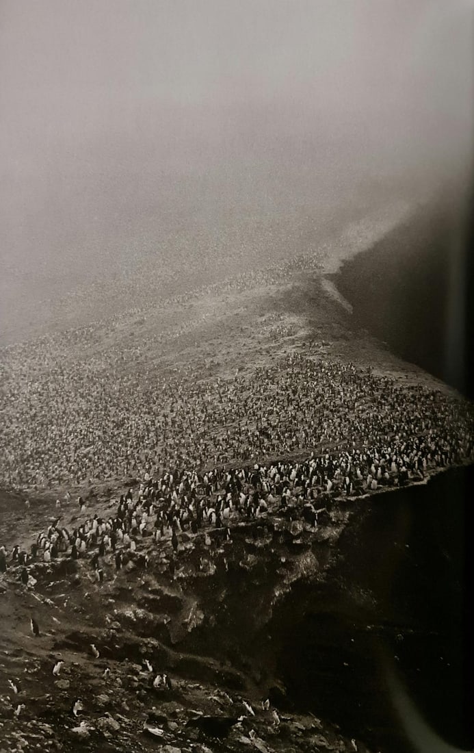 Sebastiao Salgado, Bailey Head penguin colony, Deception Island, Antarctic Peninsula: Photographer: Sebastiao Ribeiro Salgado Junior is a Brazilian social documentary photographer and photojournalist. He has traveled to over 120 countries for his photographic projects. Most of these ha