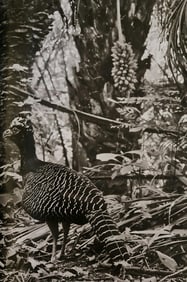 Sebastiao Salgado, Bare faced curassow, Mato Grosso, Brazil, 2011