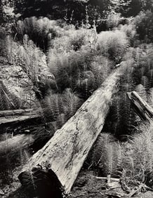 Wynn Bullock, Untitled, 1950's - 3