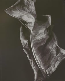 Brett Weston, Dead Leaf 1986