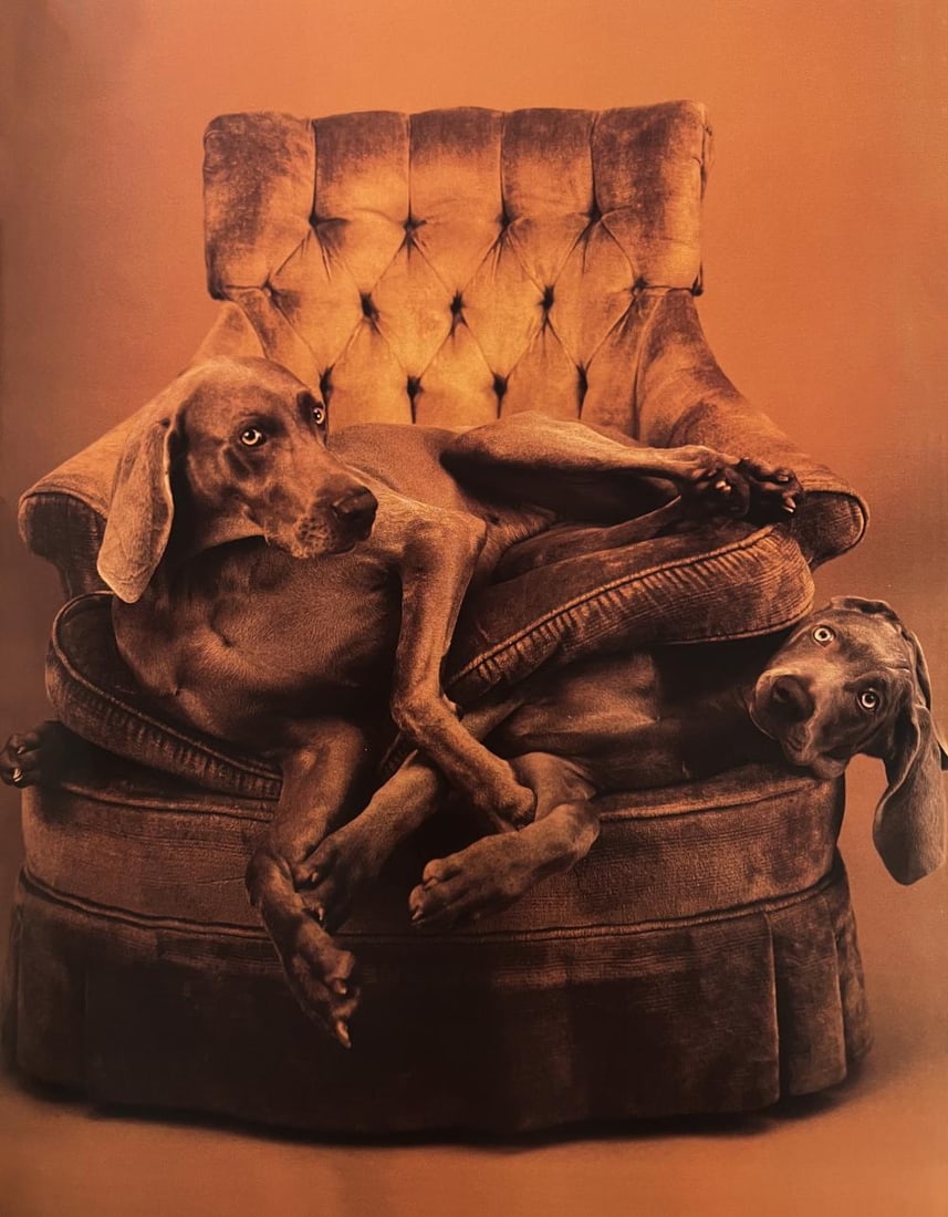 William Wegman, Time To Rest (1 of 1)
