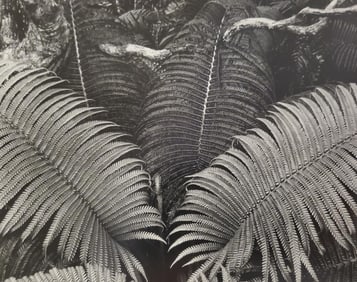Ansel Adams, Ferns, Near Kilauea Crater, Hawaii Volcanoes National Park, Hawaii, C. 1956