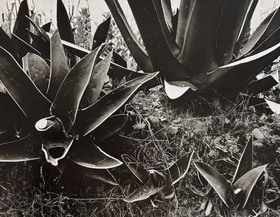 Manuel Alvarez Bravo, Wounded Agaves, 1950: Photographer: Manuel Alvarez Bravo - (1902-2002) was a Mexican artistic photographer and one of the most important figures in 20th century Latin American photography. He was born and raised in Mexico