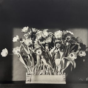 Robert Mapplethorpe, Tulips, 1983