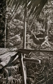 Sebastiao Salgado, Chicken, Siberut Island, Indonesia, 2008