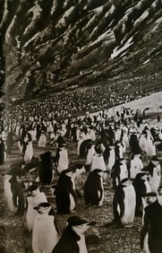 Sebastiao Salgado, Chinstrap penguins, South Sandwhich Islands, 2009