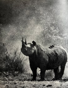 Peter Hill Beard, Rhino, 1960s
