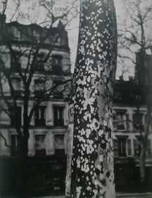 Brassai, Plane Tree, Paris, 1938