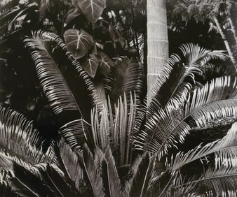 Brett Weston, Leaves, Botanical Garden, Hilo 1989
