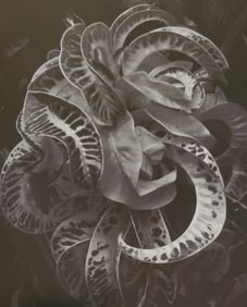 Brett Weston, Leaves, Botanical Garden, Hilo, 1989